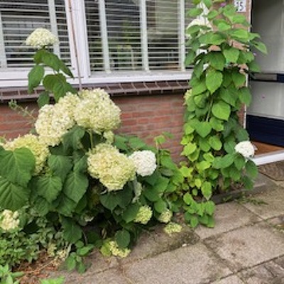 Bestraten voortuin. Hiertoe moet deel van de bestaande tuin worden verwijderd en afgevoerd. Prijsopgave graag zonder en met tegels. De grootte van de tuin is 30 m2.